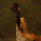 Champion road runner, just a little charred. (Reuters/Mike Blake)